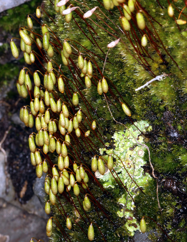 Bryum archangelicum